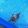 Cannelle participe au concours pour gagner de l'argent avec cette photo : dog, water, pool, blue, small_dog, wet, outdoor, pet, animal, summer, kiddie_pool, ripples, fur, looking_up, paw, playful, daylight, canine, swimming, fun