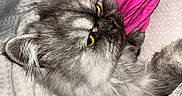 Alpha participe au concours pour gagner de l'argent avec cette photo : animal, bed, blanket, cat, close_up, cozy, cute, domestic_cat, feline, fluffy, fur, gray_cat, indoor, pet, pillow, relaxed, resting, sleepy, whiskers, yellow_eyes