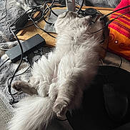 Alpha a rejoint le concours — aidez-le/la à gagner de superbes lots ! blanket, cables, cat, colorful_pillow, computer_mouse, cords, cozy, electronics, feline, fluffy, fur, indoor, monitor_stand, mouse_pad, pet, relaxed, resting, sleeping, technology, wooden_surface
