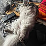 blanket, cables, cat, colorful_pillow, computer_mouse, cords, cozy, electronics, feline, fluffy, fur, indoor, monitor_stand, mouse_pad, pet, relaxed, resting, sleeping, technology, wooden_surface