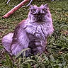 Alpha a rejoint le concours — aidez-le/la à gagner de superbes lots ! cat, fluffy, gray_cat, outdoor, grass, plants, nature, feline, animal, pet, sitting, intense_gaze, greenery, branch, wildlife, fur, whiskers, ears, tail, garden