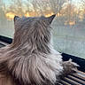 Alpha a rejoint le concours — aidez-le/la à gagner de superbes lots ! cat, gray_cat, fluffy_fur, window, sunset, indoor, pet, animal, feline, paw, looking_out, soft_light, blurred_background, cozy, domestic, fur_texture, quiet_moment, reflection, window_ledge, peaceful