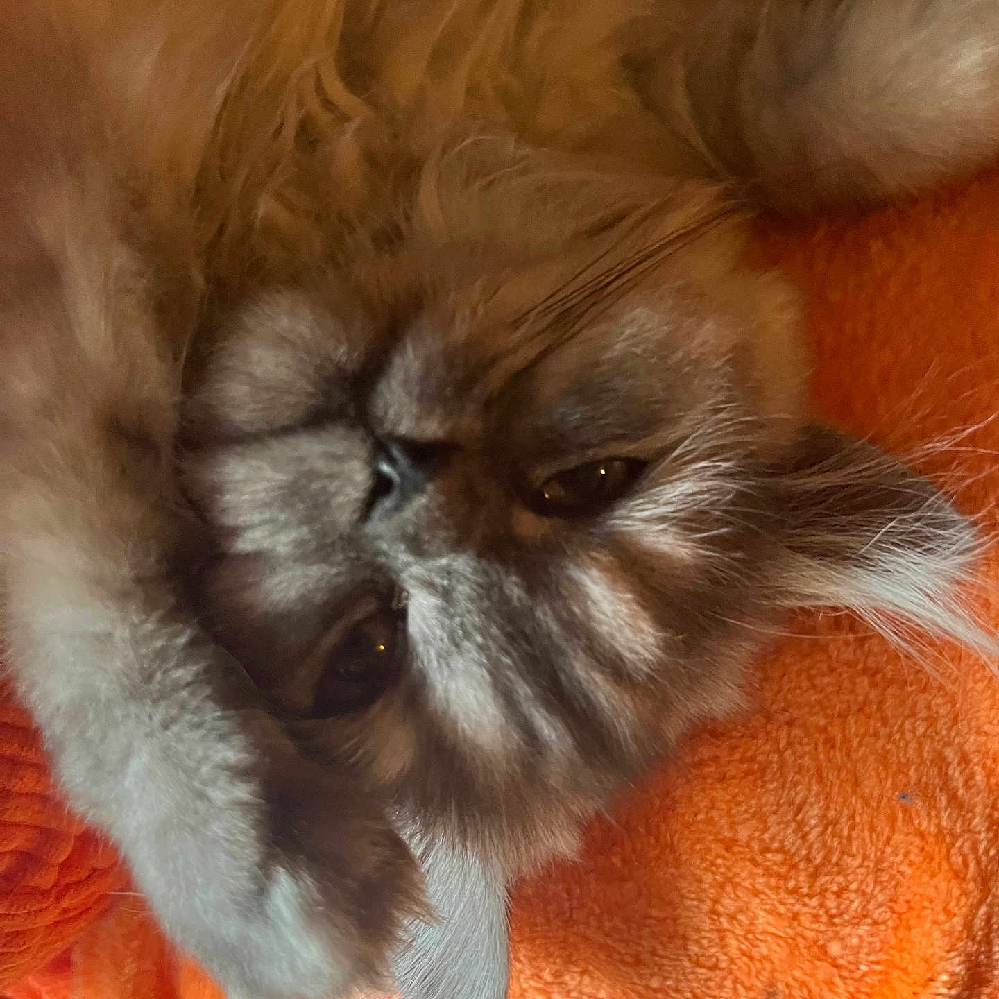 Alpha a rejoint le concours — aidez-le/la à gagner de superbes lots ! animal, cat, close_up, comfort, cozy, cute, domestic_animal, face, fur, furry, indoor, nap, orange_blanket, paw, pet, relaxed, resting, sleepy, soft, whiskers