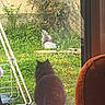Alpha a rejoint le concours — aidez-le/la à gagner de superbes lots ! animal, backyard, cat, curiosity, drying_rack, flowers, fluffy, furniture, garden, glass_door, greenery, home, indoor, nature, outdoor, pet, plants, reflection, sitting, window