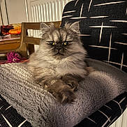 Alpha a rejoint le concours — aidez-le/la à gagner de superbes lots ! animal, blanket, cat, chair, closeup, cozy, domestic_animal, fluffy, fur, furniture, home_decor, indoor, patterned_fabric, pet, radiator, relaxed, resting, table, wood, yellow_eyes