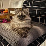 animal, blanket, cat, chair, closeup, cozy, domestic_animal, fluffy, fur, furniture, home_decor, indoor, patterned_fabric, pet, radiator, relaxed, resting, table, wood, yellow_eyes