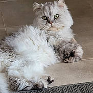 Nem participe au concours pour gagner de l'argent avec cette photo : cat, fluffy, white, gray, green_eyes, relaxed, lying_down, indoor, tile_floor, rug, pet, feline, close_up, portrait, animal, cute, domestic, fur, whiskers, ears
