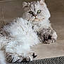cat, fluffy, white, gray, green_eyes, relaxed, lying_down, indoor, tile_floor, rug, pet, feline, close_up, portrait, animal, cute, domestic, fur, whiskers, ears