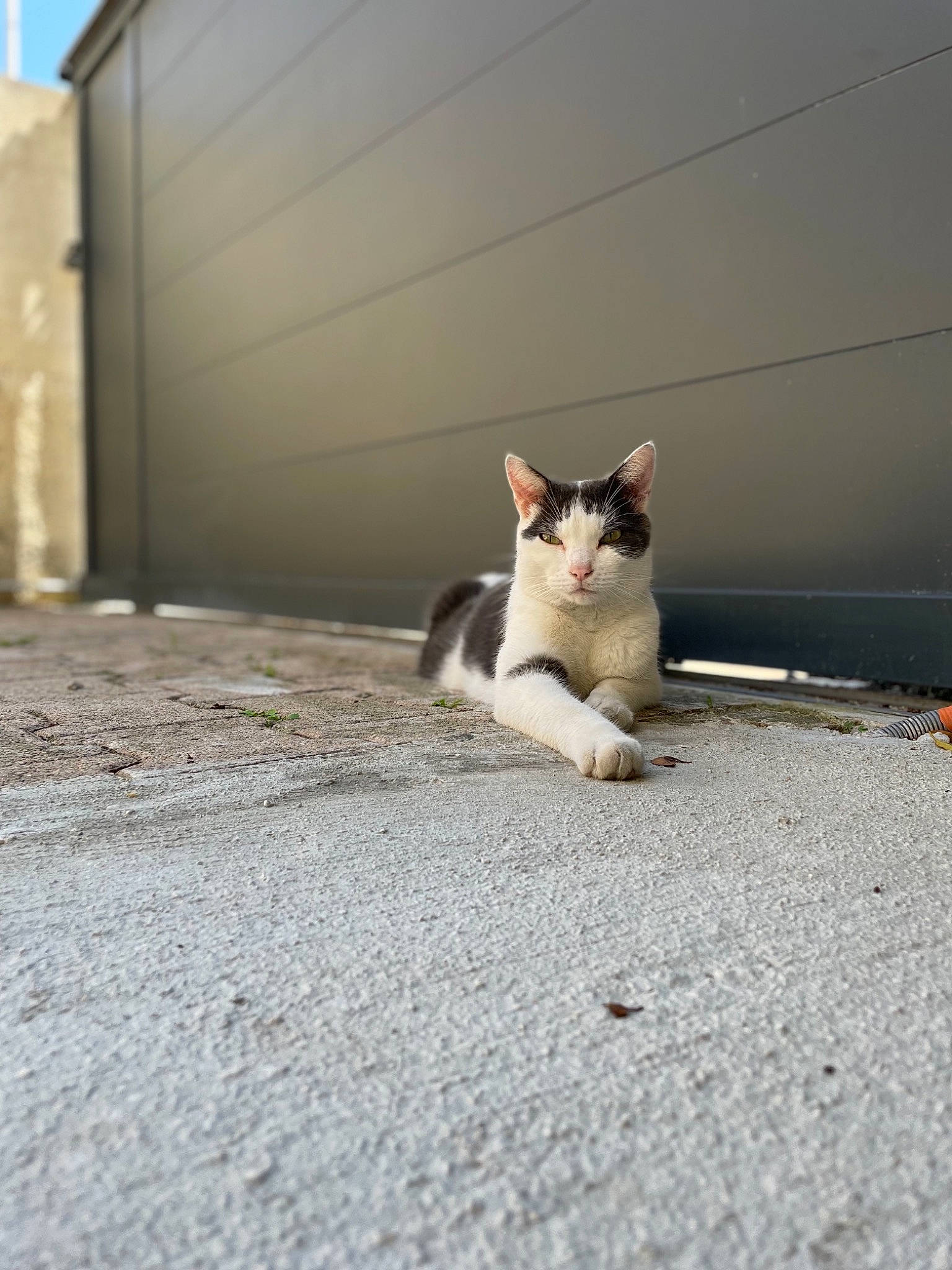 Winston a rejoint le concours — aidez-le/la à gagner de superbes lots ! asphalt, carnivore, cat, domestic_short_haired_cat, felidae, fur, grass, grey, road, road_surface, sand, sidewalk, small_to_medium_sized_cats, snout, street, tail, tints_and_shades, tree, whiskers, wood