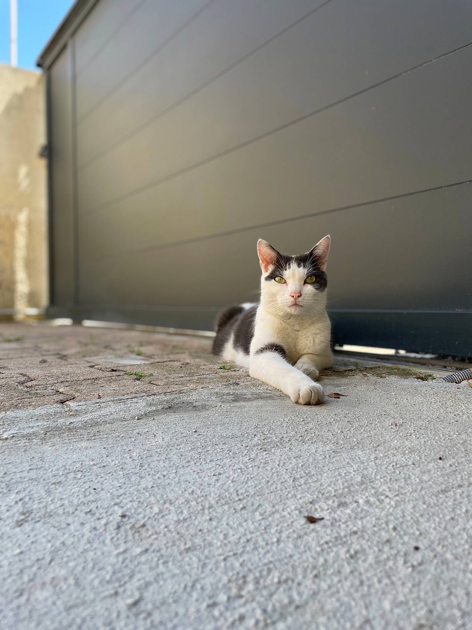 Winston a rejoint le concours — aidez-le/la à gagner de superbes lots ! asphalt, carnivore, cat, concrete, domestic_short_haired_cat, fawn, felidae, fur, grass, grey, paw, road, road_surface, sand, sidewalk, small_to_medium_sized_cats, snout, tail, whiskers, wood