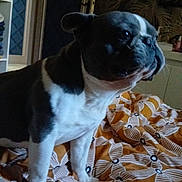 Hades participe au concours pour gagner de l'argent avec cette photo : animal, bed, black, blanket, brown, calm, cozy, dog, domestic, door, french_bulldog, furniture, indoor, looking_sideways, patterned_bedspread, pet, resting, shelf, wallpaper, white