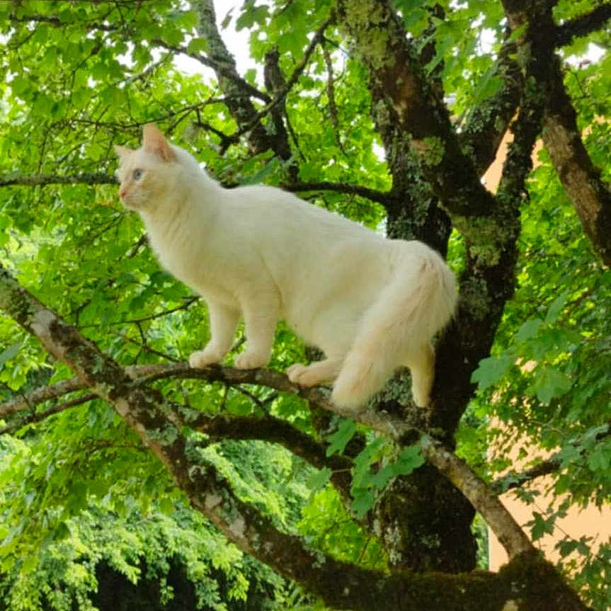 Flocon a rejoint le concours — aidez-le/la à gagner de superbes lots ! alert, animal, balanced, branch, cat, daytime, fur, garden, grass, green_leaves, mammal, nature, outdoor, park, pet, sunlight, tree, white_cat, wildlife, wood