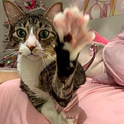 Valentino joined the competition — help win amazing prizes! animal, bed, cat, closeup, cozy, curious, cute, domestic_animal, feline, green_eyes, household, indoor, paw, pet, pink_bedspread, playful, resting, soft_furniture, tabby, whiskers