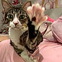 animal, bed, cat, closeup, cozy, curious, cute, domestic_animal, feline, green_eyes, household, indoor, paw, pet, pink_bedspread, playful, resting, soft_furniture, tabby, whiskers