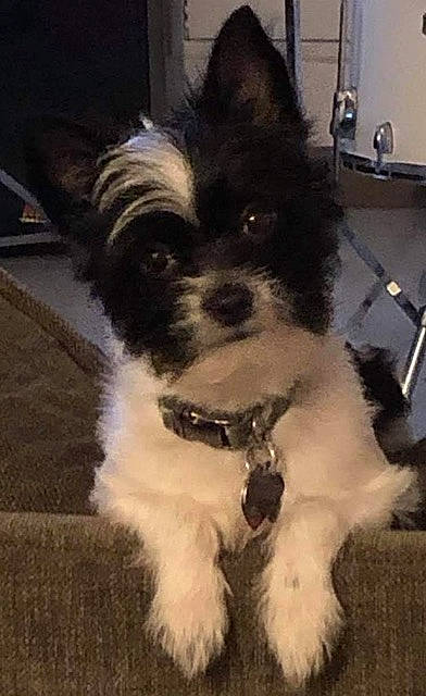 Apollo joined the competition — help win amazing prizes! canidae, carnivore, collar, companion_dog, dog, dog_breed, dog_collar, dog_supply, fashion_accessory, fur, maltepoo, small_terrier, snout, sporting_group, tail, terrier, tire, toy_dog, whiskers, working_animal