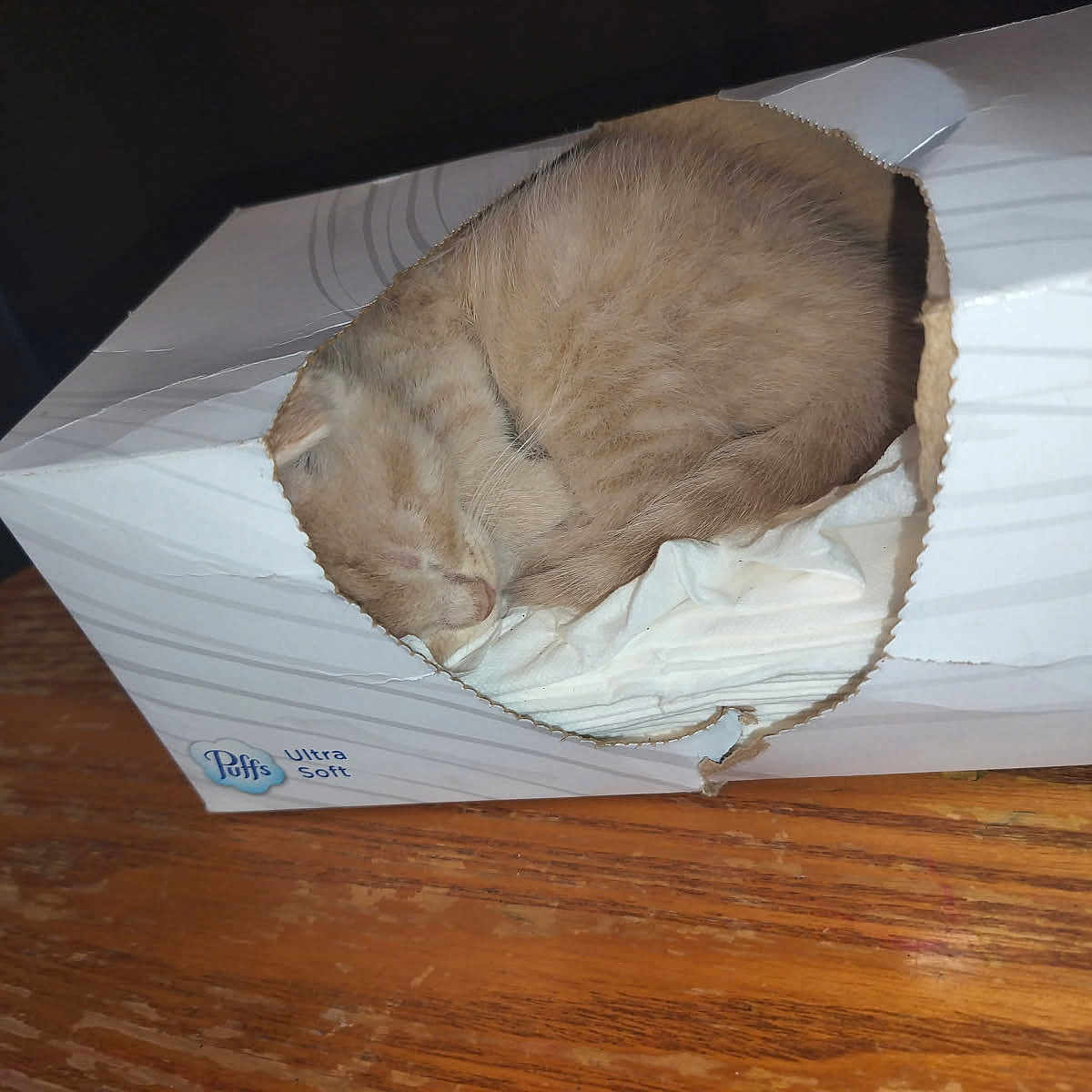 Coco joined the competition — help win amazing prizes! animal, brown, cat, cozy, curled_up, cute, domestic_animal, feline, fur, indoor, kitten, nap, pet, resting, sleeping, small, soft, tissue_box, white, wooden_surface