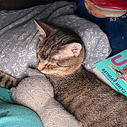 Blueberry joined the competition — help win amazing prizes! animal, bed, bedding, blanket, book, cat, colorful, cozy, curled_up, cushion, ears, fur, indoors, pet, portrait, relaxed, sleeping, striped_fur, tabby_cat, whiskers