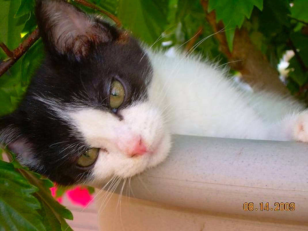 Piper joined the competition — help win amazing prizes! carnivore, cat, collar, domestic_short_haired_cat, felidae, fur, grass, paw, plant, small_to_medium_sized_cats, tail, tree, whiskers, window, windshield