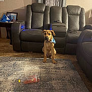 River joined the competition — help win amazing prizes! dog, brown_dog, bandana, leather_couch, rug, plastic_bottle, living_room, indoor, furniture, photograph, family_photos, framed_art, wall, floor, curtain, table, blue_bandana, pet, seated, home_decor