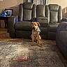 dog, brown_dog, bandana, leather_couch, rug, plastic_bottle, living_room, indoor, furniture, photograph, family_photos, framed_art, wall, floor, curtain, table, blue_bandana, pet, seated, home_decor