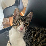 Aila a rejoint le concours — aidez-le/la à gagner de superbes lots ! cat, tabby, indoor, chair, furniture, pet, animal, whiskers, pink_nose, yellow_eyes, curious, closeup, relaxed, domestic_cat, striped_fur, black_chair, white_fur, seated, cozy, natural_light