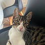 cat, tabby, indoor, chair, furniture, pet, animal, whiskers, pink_nose, yellow_eyes, curious, closeup, relaxed, domestic_cat, striped_fur, black_chair, white_fur, seated, cozy, natural_light