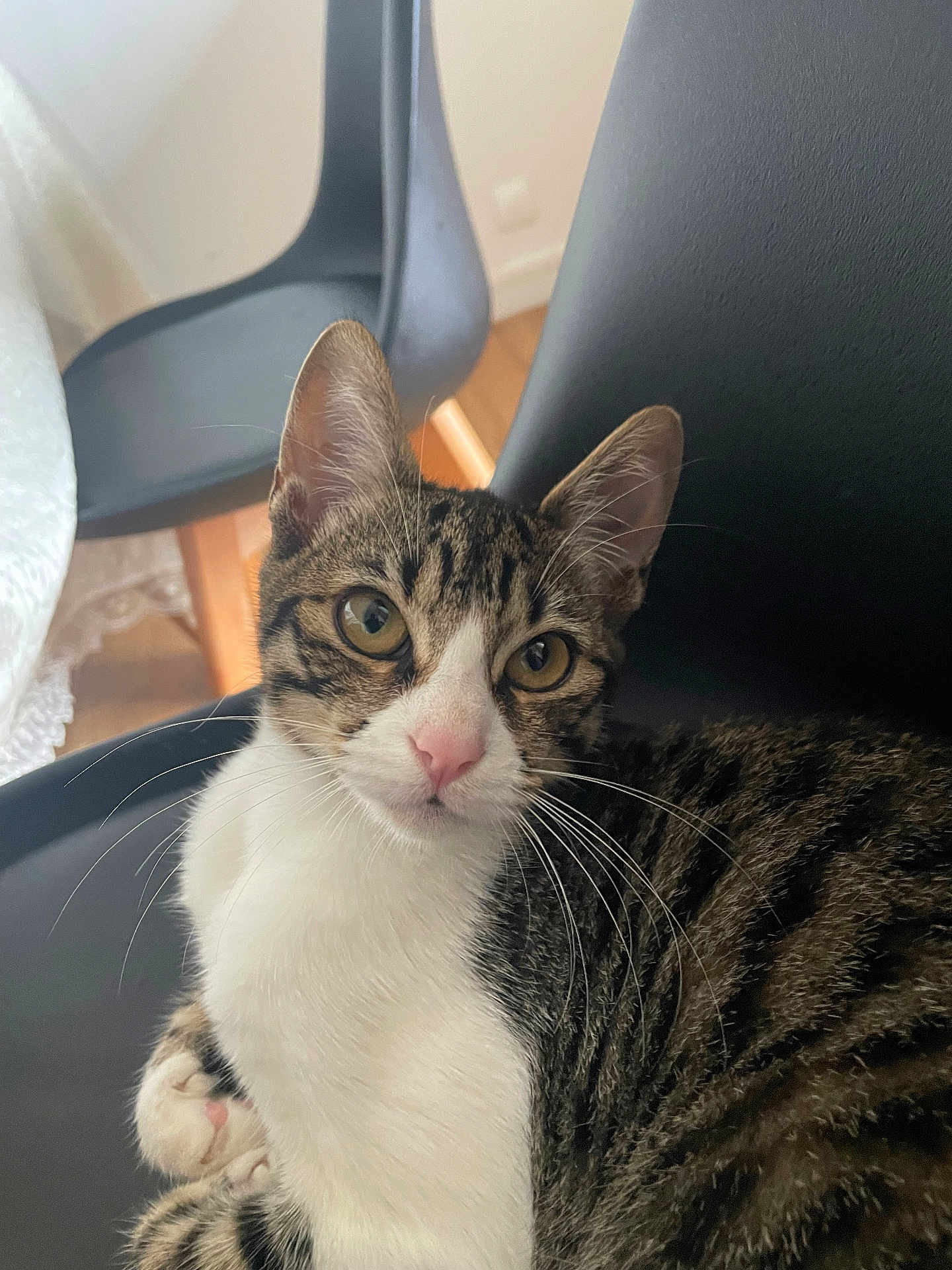 Aila a rejoint le concours — aidez-le/la à gagner de superbes lots ! cat, tabby, indoor, chair, furniture, pet, animal, whiskers, pink_nose, yellow_eyes, curious, closeup, relaxed, domestic_cat, striped_fur, black_chair, white_fur, seated, cozy, natural_light