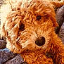 animal, brown_fur, carpet, closeup, companion, cozy, curly_fur, cute, dog, domestic_animal, eyes, fur, indoor, nose, pet, portrait, puppy, resting, snuggling, texture