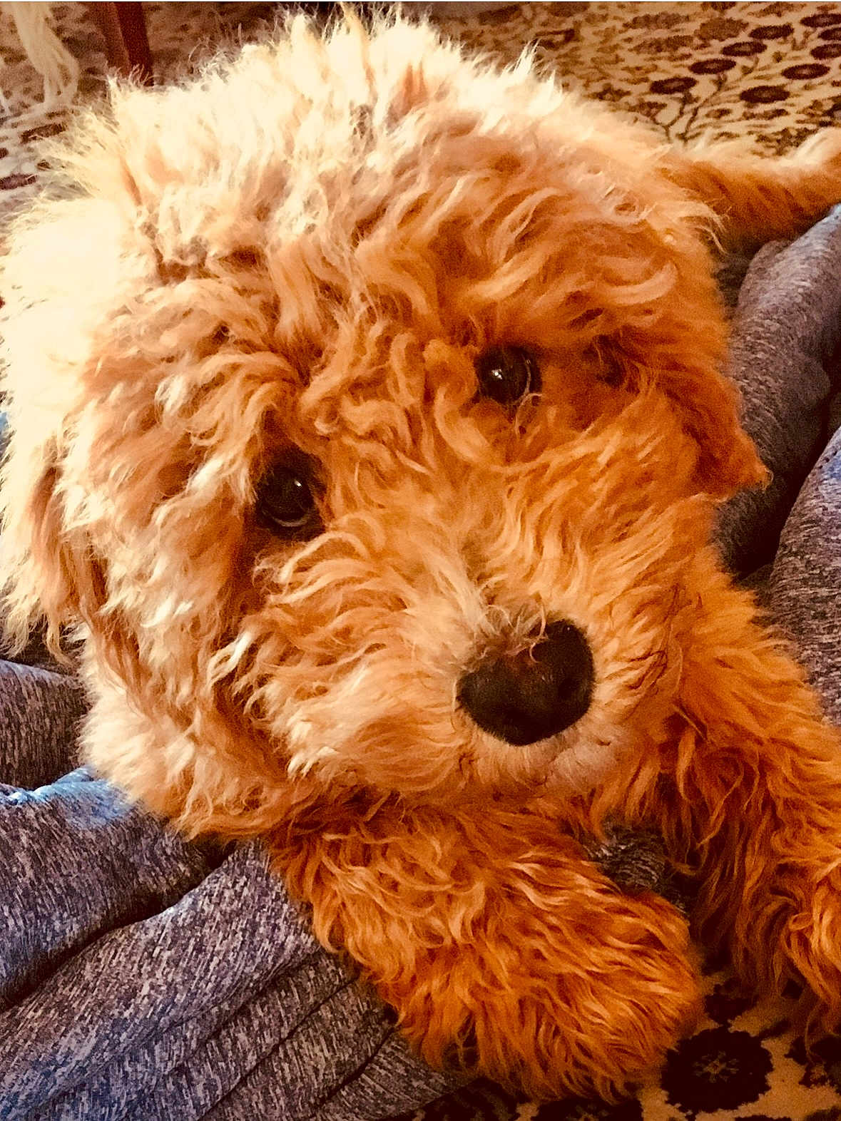 Ollie