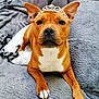 Panama participe au concours pour gagner de l'argent avec cette photo : dog, tiara, pet, brown, white_chest, ears_up, lying_down, blanket, couch, indoor, close_up, cute, animal, domestic_animal, canine, fur, paw, resting, looking_at_camera, adorable