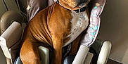 Panama participe au concours pour gagner de l'argent avec cette photo : dog, brown_dog, pet, indoor, high_chair, wooden_floor, wall, seated, looking, curious, collar, animal, furniture, domestic, companion, cute, mammal, canine, resting, household