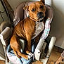 dog, brown_dog, pet, indoor, high_chair, wooden_floor, wall, seated, looking, curious, collar, animal, furniture, domestic, companion, cute, mammal, canine, resting, household
