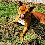 Panama a rejoint le concours — aidez-le/la à gagner de superbes lots ! dog, brown_dog, tongue_out, grass, outdoor, sunlight, pet, animal, lying_down, nature, cheerful, playful, white_chest, ears_up, nose, tongue, muzzle, concrete_wall, dirt, greenery