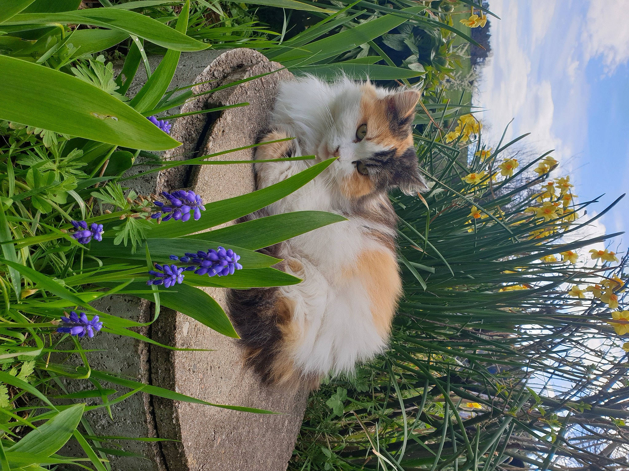 Boubou participe au concours pour gagner de l'argent avec cette photo : canidae, carnivore, cat, cloud, companion_dog, dog_breed, fawn, felidae, flower, flowering_plant, fur, grass, petal, plant, sky, small_to_medium_sized_cats, tail, terrestrial_plant, tree, whiskers