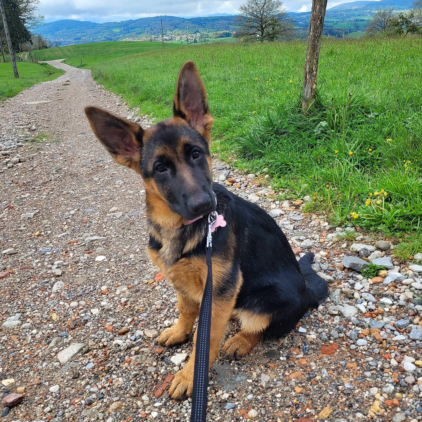 Amy participe au concours pour gagner de l'argent avec cette photo : accessories, animal, canine, dog, field, germanshepherd, grassland, gravel, hound, leash, nature, outdoors, path, pebble, pet, puppy, road, slate, soil, strap
