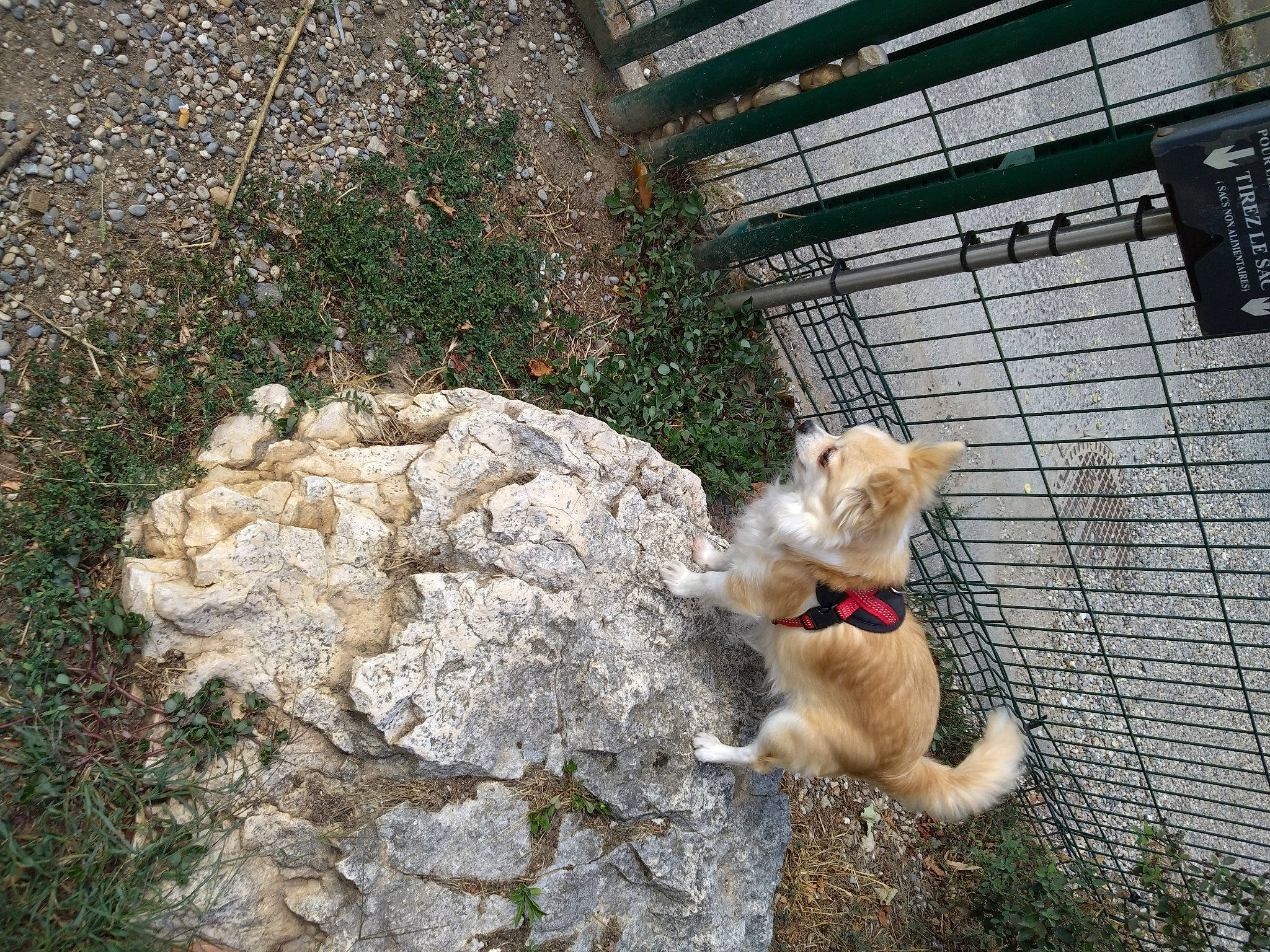 Kytti a rejoint le concours — aidez-le/la à gagner de superbes lots ! bedrock, canidae, carnivore, cat, companion_dog, dog_breed, domestic_short_haired_cat, fawn, felidae, fur, grass, plant, rock, small_to_medium_sized_cats, snout, sporting_group, tail, terrestrial_animal, whiskers, wildlife