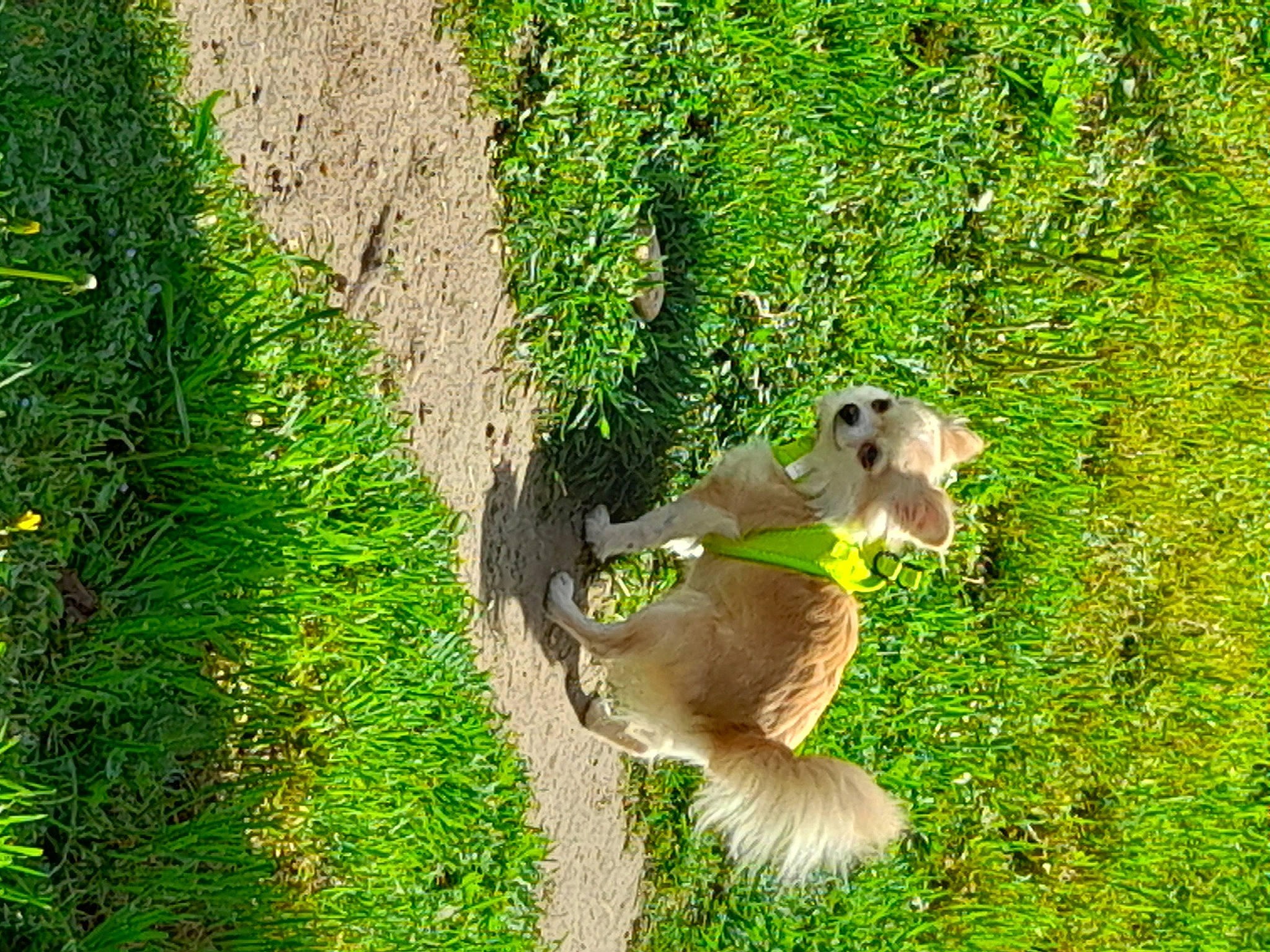 Kytti a rejoint le concours — aidez-le/la à gagner de superbes lots ! beak, carnivore, chipmunk, fawn, felidae, fox_squirrel, grass, grass_family, grey_squirrel, ground_squirrels, groundcover, mustelidae, plant, rodent, snout, squirrel, tail, terrestrial_animal, tree, vegetation