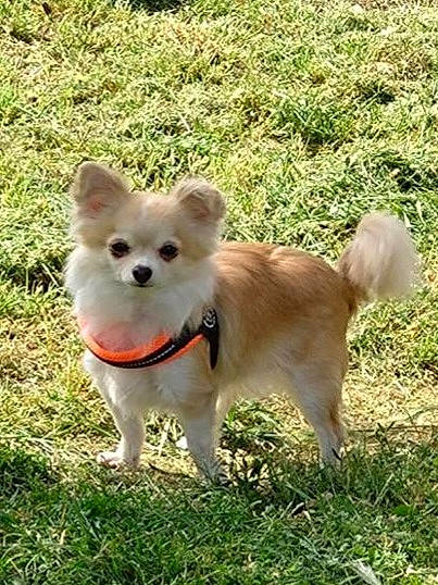 Kytti participe au concours pour gagner de l'argent avec cette photo : canidae, carnivore, companion_dog, dog, dog_breed, fawn, german_spitz, german_spitz_klein, german_spitz_mittel, grass, indian_spitz, plant, snout, spitz, sporting_group, tail, terrestrial_animal, toy_dog, volpino_italiano, working_animal