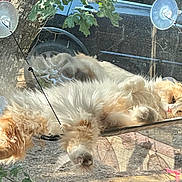 Bambie joined the competition — help win amazing prizes! cat, fluffy, orange, white, window, hammock, sunlight, relaxed, sleepy, pet, indoor, outdoor, tree, car, vehicle, glass, reflection, animal, resting, cozy