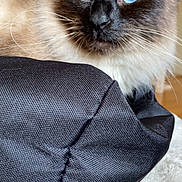 Baida a rejoint le concours — aidez-le/la à gagner de superbes lots ! cat, siamese_cat, blue_eyes, close_up, fur, whiskers, black_fabric, texture, soft_surface, indoor, pet, animal, portrait, resting, face, ears, nose, domestic_cat, feline, whisker