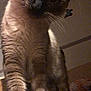 cat, siamese, pet, animal, whiskers, fur, close_up, curious, indoor, feline, portrait, mammal, ears, face, looking, domestic, cute, soft, head, expression