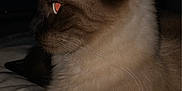 Baida a rejoint le concours — aidez-le/la à gagner de superbes lots ! cat, side_profile, fluffy, bed, blanket, indoor, pet, animal, whiskers, fur, resting, close_up, dark_background, television, cozy, domestic, sleepy, night, cute, feline