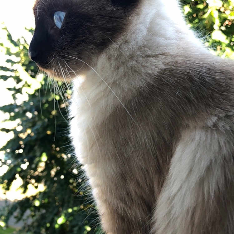 Baida a rejoint le concours — aidez-le/la à gagner de superbes lots ! animal, cat, closeup, curious, daylight, ears, eyes, feline, fluffy, fur, greenery, nature, outdoor, pet, profile, siamese_cat, side_view, sitting, whiskers, window