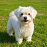 animal, canine, cute, daytime, dog, fluffy, friendly, fur, grass, greenery, happy, mammal, nature, outdoor, pet, portrait, small_dog, sunlight, walking, white_dog