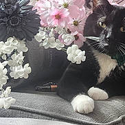 Babycat joined the competition — help win amazing prizes! cat, tuxedo_cat, black_and_white, bow_tie, flower, artificial_flower, pink_flower, white_flower, blanket, gray_blanket, indoor, pet, paw, whiskers, relaxed, cute, close_up, cozy, feline, domestic_animal