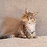 adorable, animal, cat, cute, domestic_animal, ears, eyes, feline, fluffy, furry, indoor, kitten, pet, portrait, relaxed, sitting, soft_fur, tail, whiskers, young_cat