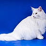 cat, white_cat, fluffy, long_hair, pet, animal, studio_photo, blue_background, sitting, side_view, calm, regal, feline, domestic_cat, clean, well_groomed, portrait, indoor, cute, soft_fur