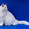 cat, white_cat, fluffy_fur, long_hair, pet, animal, portrait, studio, blue_background, sitting, side_profile, domestic_cat, feline, cute, soft_fur, whiskers, ears, tail, calm, indoor
