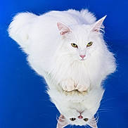 Luna participe au concours pour gagner de l'argent avec cette photo : cat, white_cat, fluffy, reflection, mirror_image, blue_background, pet, feline, animal, portrait, cute, soft_fur, green_eyes, elegant, studio_shot, isolated, close_up, indoor, calm, still_life
