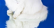 Luna participe au concours pour gagner de l'argent avec cette photo : cat, white_cat, fluffy, reflection, mirror_image, blue_background, pet, animal, feline, cute, studio_photo, portrait, isolated, domestic_cat, fur, whiskers, ears, sitting, looking_down, reflection_surface